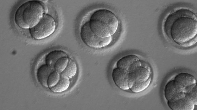 Embriões humanos