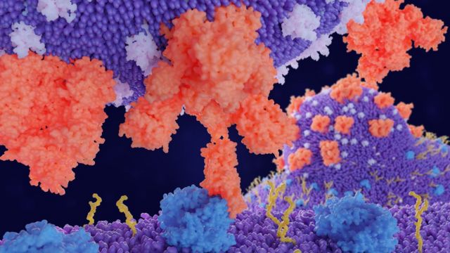 Illustration of the Spike (S) protein of the SARS ‑ CoV ‑ 2 virus binding to an ACE2 receptor.