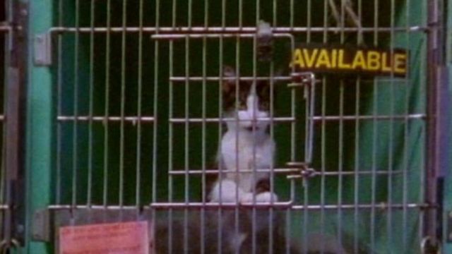 Фільм "Земляни" - про що він - BBC News Україна