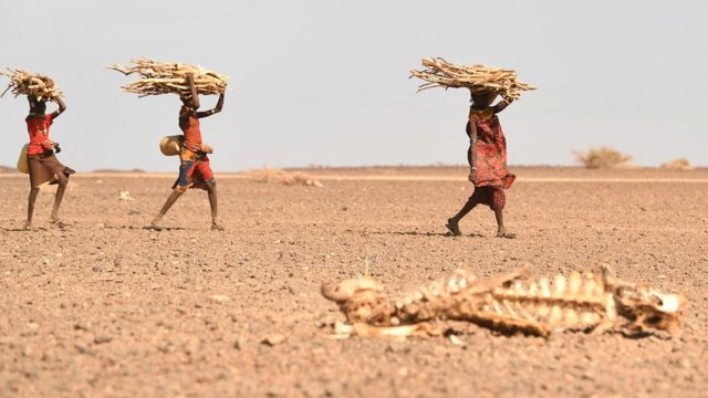 A group of Turkana women carry firewood sticks across the desert in Royangalani region, Eastern Kenya (12/7/2022)