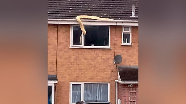 The picture shows a snake entering through the window