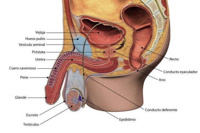 Ilustración de las partes que componen el sistema reproductor masculino y el ano.