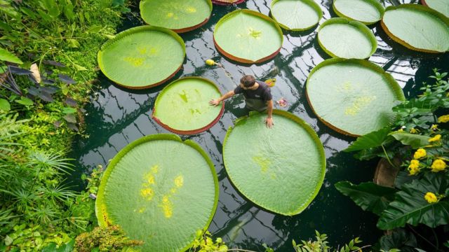 邱園中養殖的世界最大的蓮花——亞馬遜王蓮Victoria Amazonica