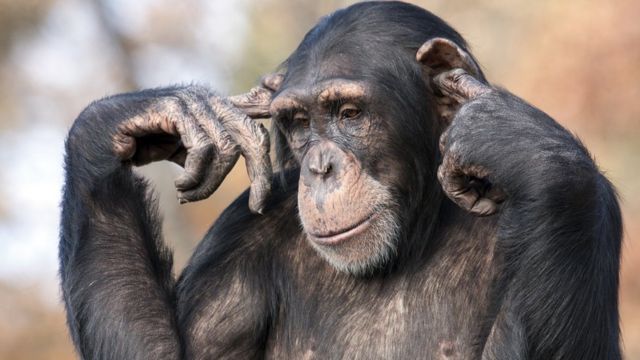 Modern politikacılar şempanze davranışlarından bir iki şey kapabilirler