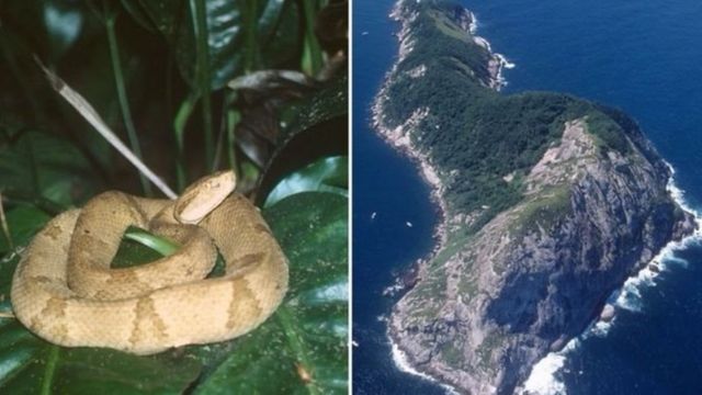 Jasiiradda masaska ee Brazil