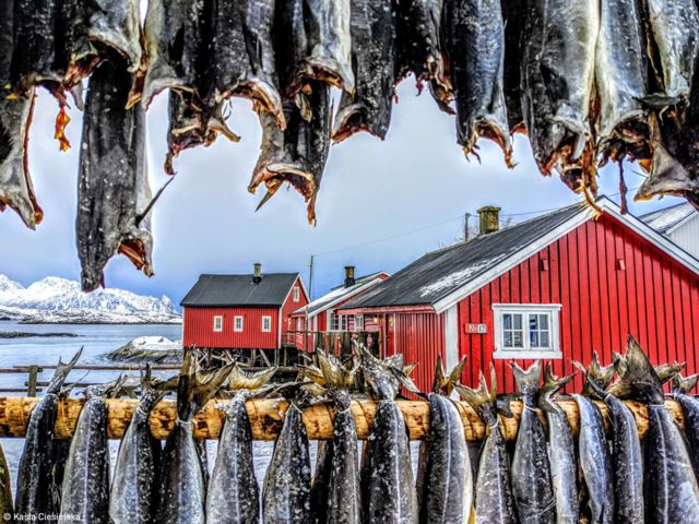 "Norveç'in Lofoten takımadalarında kurutulmakta olan balıkları her yerde görebilirsiniz. Hava o kadar soğuk ki, kurutmak için tuz veya ise de ihtiyaç duyulmuyor. Hava tam dışarıda balık kurutma havası."