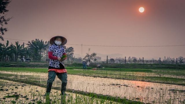 Во время пересадки саженцев риса, фермеры работают практически бех передышки