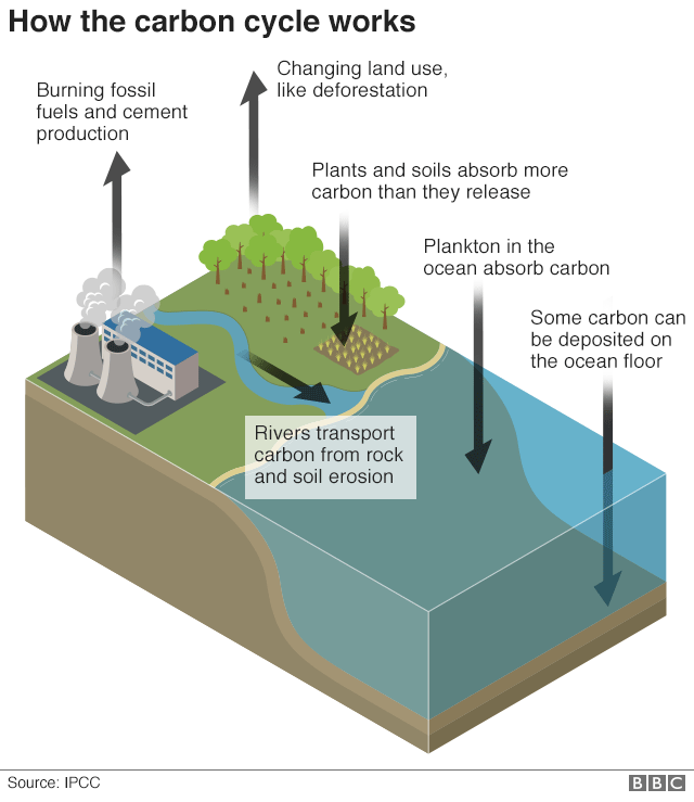 Carbon cycle