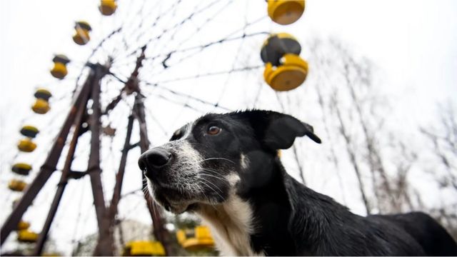 الكلاب حول تشرنوبل لا تقل شهرة عن العجلة الدوارة في مدينة ملاهي بريبيات