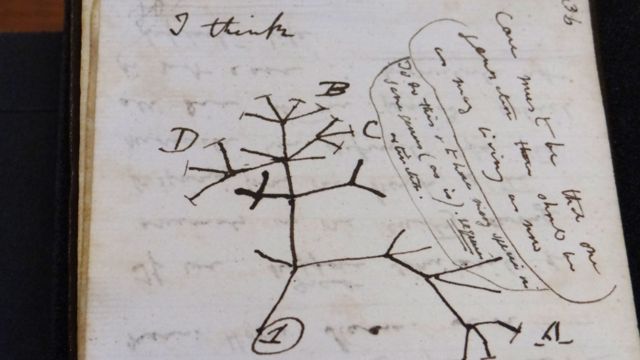 شجرة الحياة رسم تخطيطي في إحدى صفحات المذكرتين.