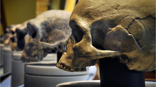 Cráneos de neandertales