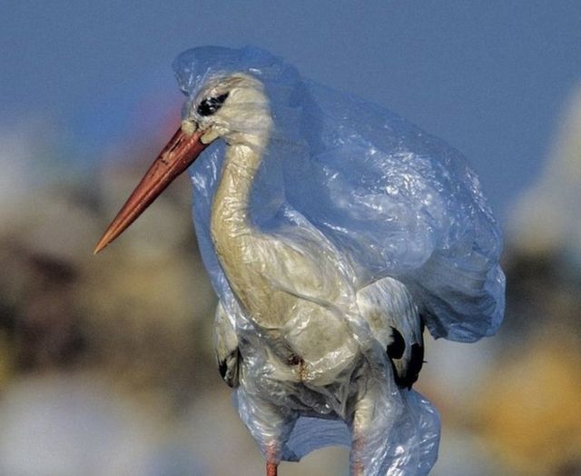 Stork trapped in plastic bag