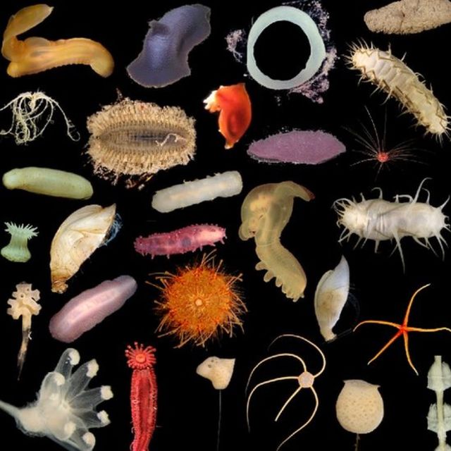 Invertebrados marinos