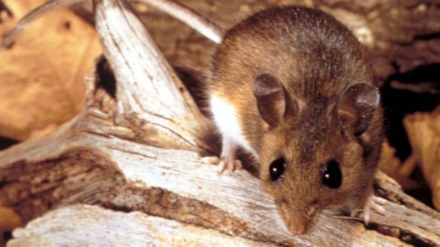 Hantavirus Cuales Son Los Sintomas De La Enfermedad Que Ha Causado La Muerte De 12 Personas En Argentina Y 1 En Chile c News Mundo