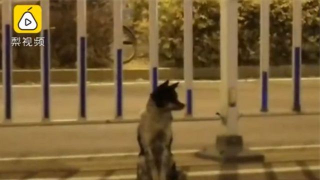 Dog who waits for his master
