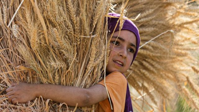 Egypt has intensified its production of local wheat, and has even started growing it in the Egyptian desert.