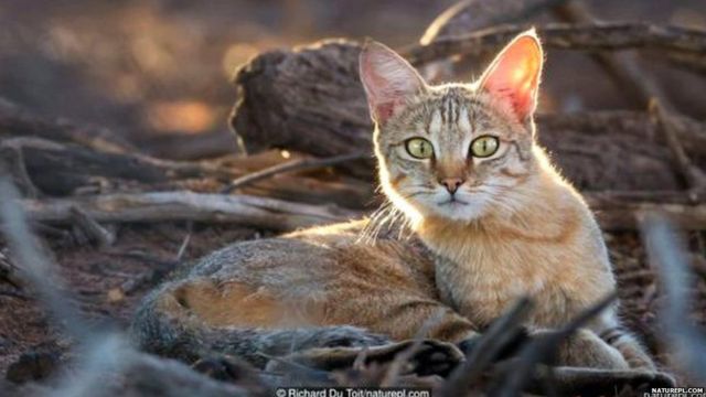 बिल्ली म्याऊं-म्याऊं क्यों करती है? - BBC News हिंदी