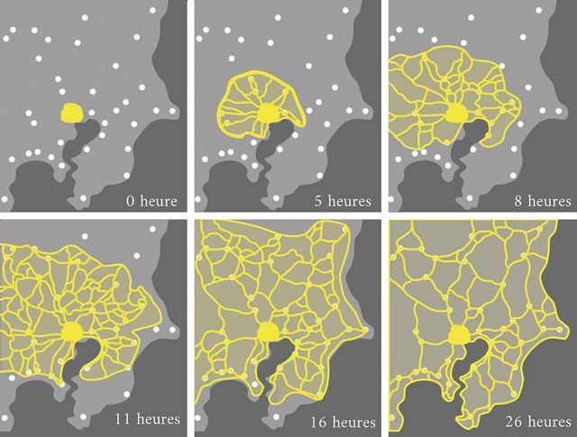 Adaptação da ilustração do estudo do professor Toshiyuki Nakagaki sobre a criação e otimização de redes por parte do P. polycephalum.