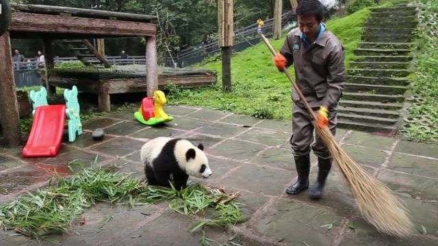 a-day-in-the-life-of-a-panda-nanny-bbc-news