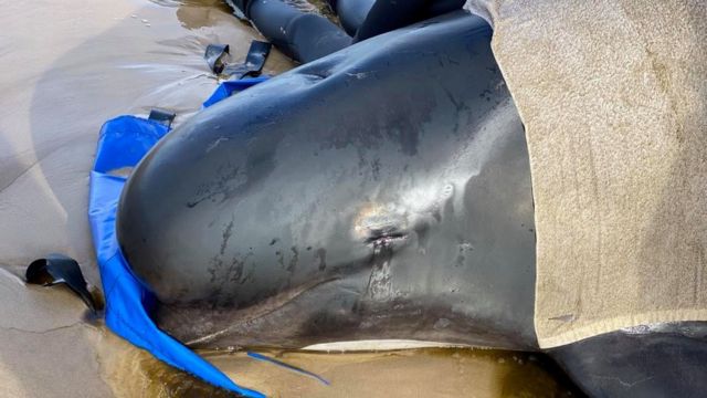 يحاول رجال الإنقاذ إبقاء الحيتان الناجية رطبة وباردة
