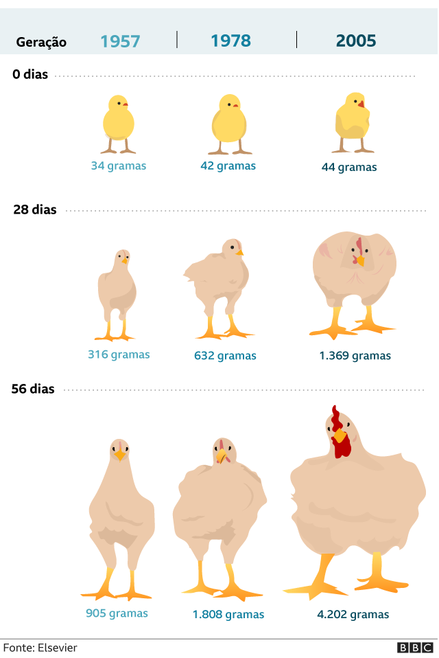 A tabela mostra os resultados de uma investigação do impacto da seleção genética no tamanho dos frangos de corte — o estudo foi conduzido por professores da Universidade de Alberta, no Canadá, e publicado pela revista Elsevier