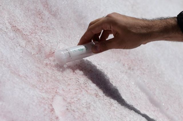 Biagio di Maio, researcher at CNR (National Research Council) takes samples of pink colored snow on July 4, 2020 on the top of the Presena glacier near Pellizzano