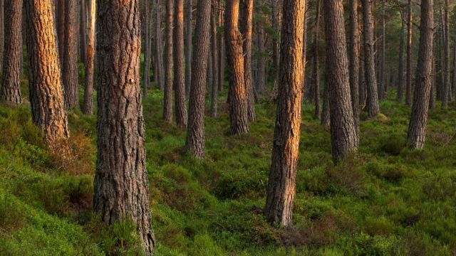 Bosque de Pinus silvestris