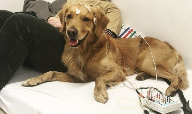 สุนัขในการทดลองถูกติดตั้งอุปกรณ์ตรวจวัดคลื่นไฟฟ้าสมอง เพื่อสแกนดูการทำงานของเซลล์ประสาทขณะที่ตื่นอยู่