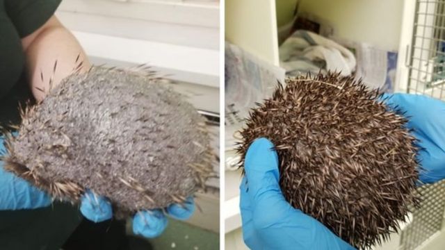 Лисий їжак: особливості харчування