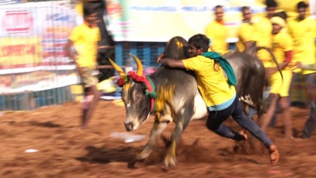 The young man stubbornly chases the bull, the bull running with speed in the eye