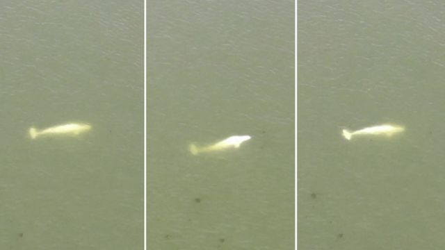 Morre beluga que estava perdida no rio Sena, na França, Mundo