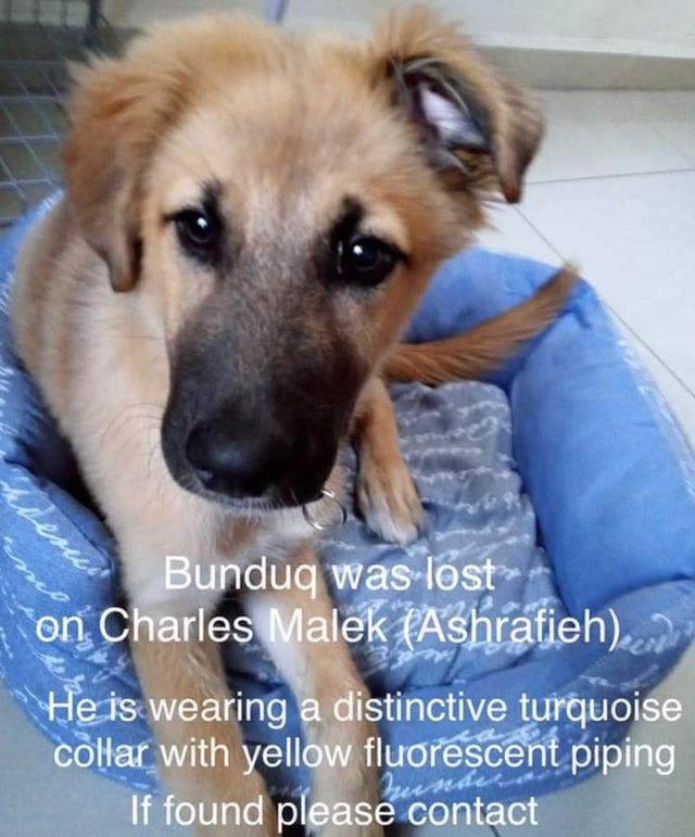Beyrut patlamasının kayıp köpekleri: 'Patlamanın ardından köpeğimle nasıl yeniden buluştuk?' 5 Lost and found photo of Bunduq