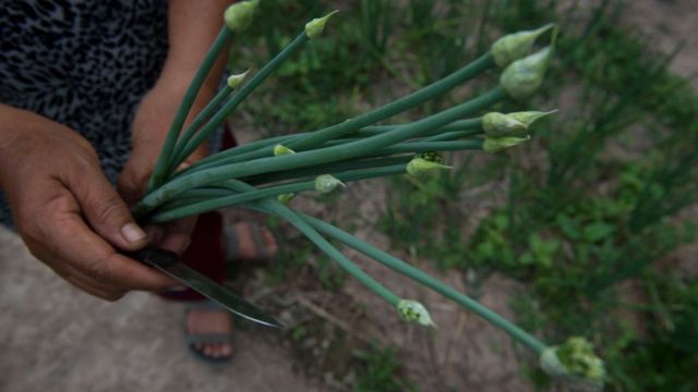 স্যুপ, সালাদ ছাড়াও চীনা খাবারে এর ব্যাপক ব্যবহার হয়