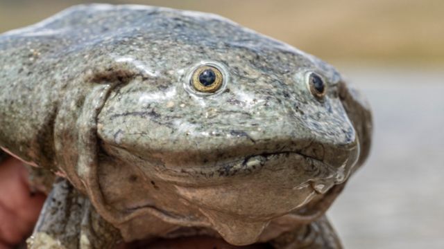 Close-up of a Lake Titicaca giant frog courtesy of Bolivia's Natural History Museum