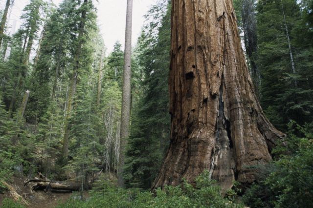 Sequoia in the parks of California
