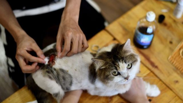 Leo, một con mèo lông dài của Anh được điều trị vết thương tại Ngao's Home, một trong những quán cà phê và địa điểm cứu hộ mèo ở Hà Nội vào ngày 7 tháng 8 năm 2020