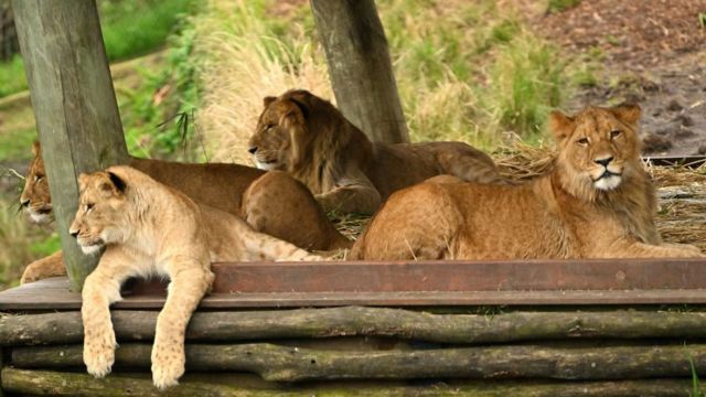 Leões fotografados no Zoológico de Taronga