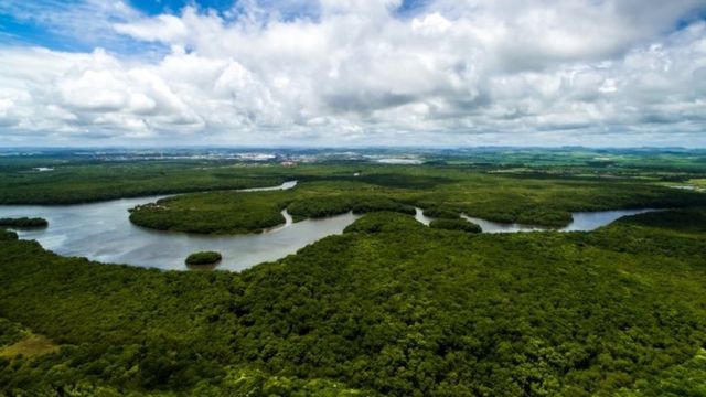 巴西的亚马逊雨林（Credit: Getty Images）(photo:BBC)