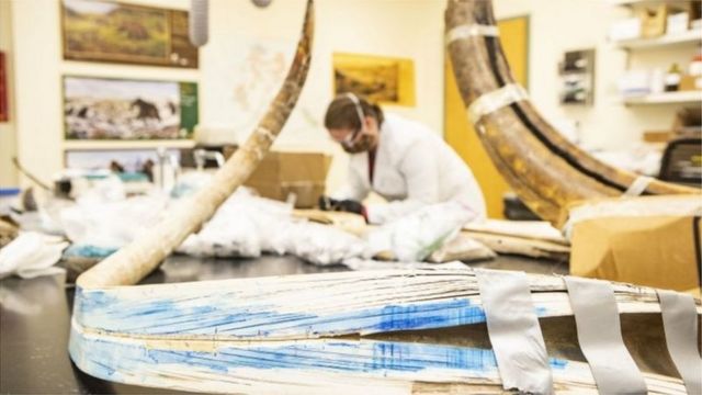 Fósiles de mamut en un laboratorio