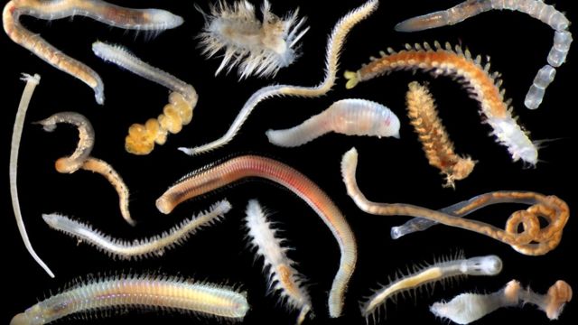 Морские черви