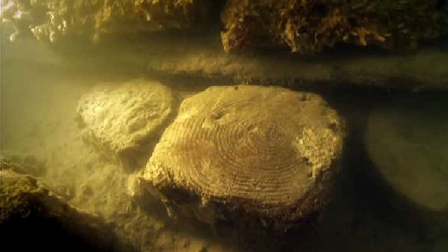 troncos bajo el agua