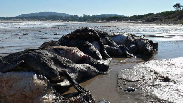 Pingüinos muertos en la costa de Punta Colorada en el departamento de Maldonando, en Uruguay