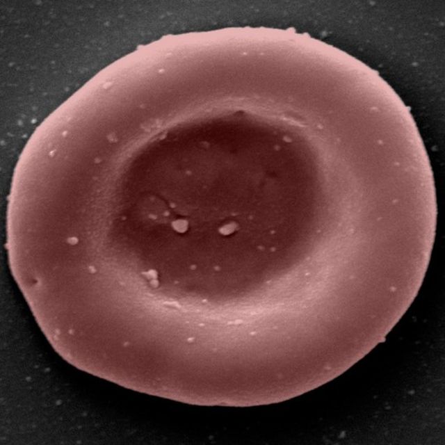 Une image d'un globule rouge.