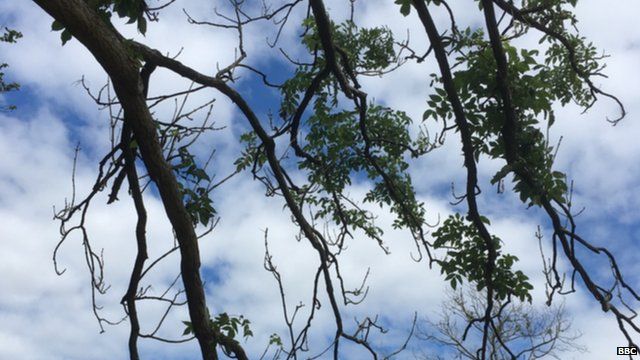 Tree suffering from ash dieback (Image: BBC)