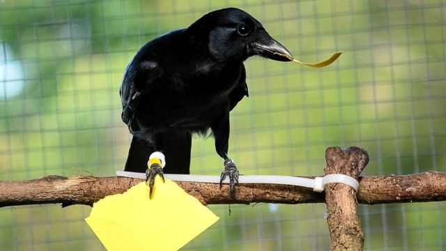 New Caledonian crow makes a 'paper token' of the correct size for a vending machine