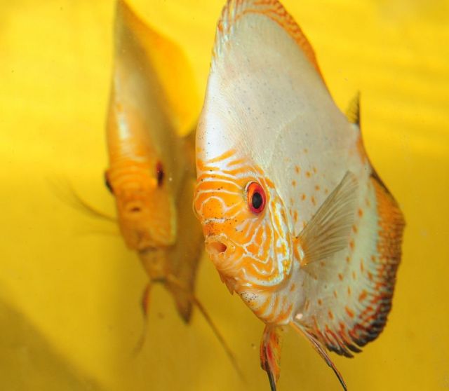El symphysodon (acará-disco) es uno de los peces favoritos entre los amantes de acuarios.