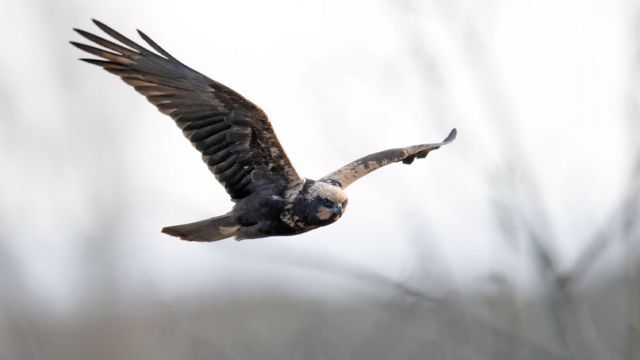 BBC Two - Winterwatch - Test your knowledge on the UK's birds of prey