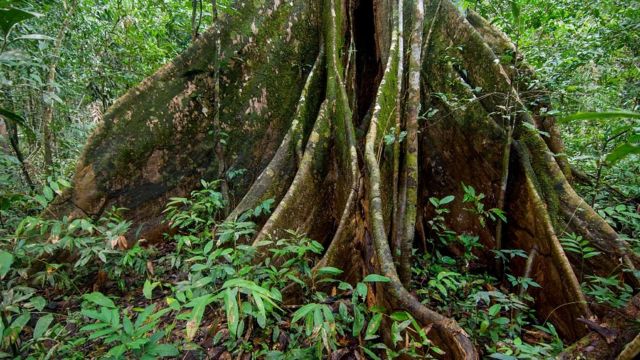 Árbol en la Amazonia peruana