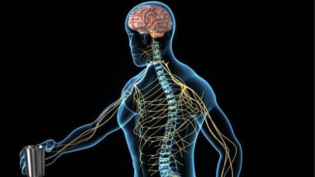 Imagen del sistema nervioso periférico