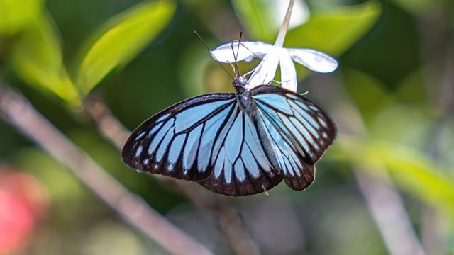 பட்டாம்பூச்சி